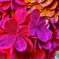 Autumn Hydrangea