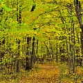 Lost In Autumn