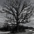 Old Oak Tree