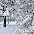 Snowy Scape